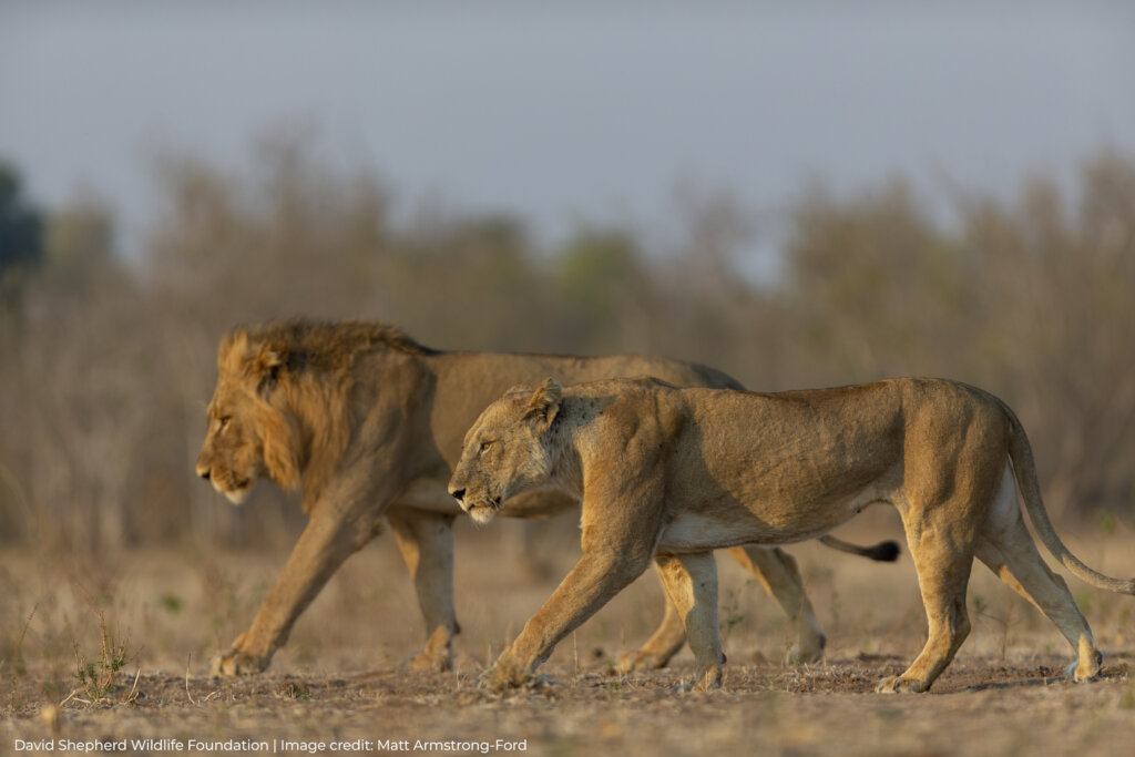 Protecting Lions in Uganda