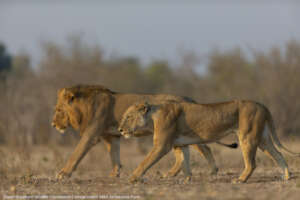 Lions - Credit Matt Armstrong-Ford