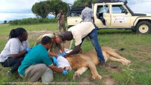 Lion Collaring Operation in Uganda