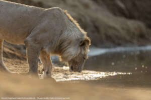 Lion - Credit Matt Armstrong-Ford