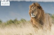Protecting Lions in Uganda