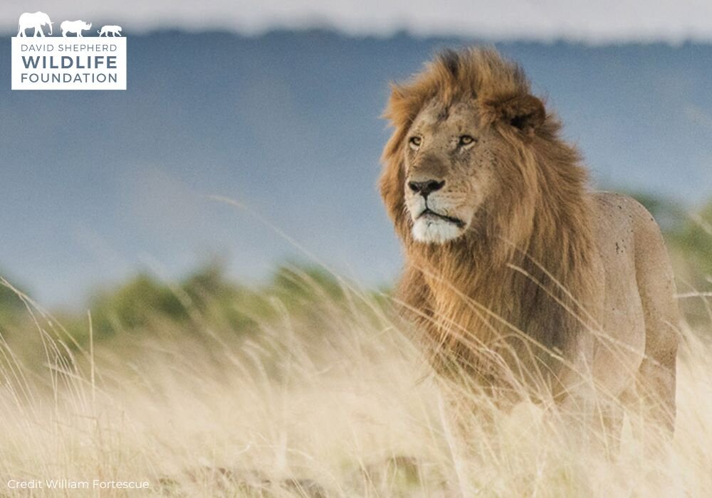 Protecting Lions