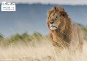 Protecting Lions in Uganda