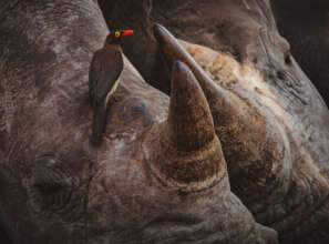 Rhinos - Gareth Thomas