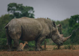 Credit Gareth Thomas