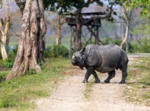 Indian Rhino- Credit: Matt Armstrong-Ford