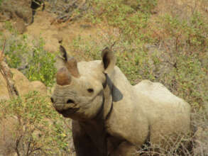 Inka the Rhino - Save The Rhino Trust