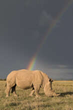 Rainbow Rhino - Mark Cawardine