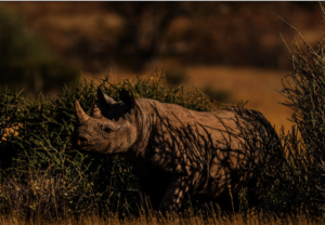 Rhino Credit Save The Rhino Trust