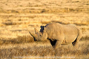Rhino, Credit Skyhawk Photography