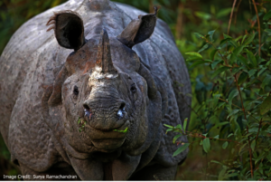 Greater One Horned Rhino: Surya Ramachandran