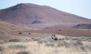 Rhino Landscape - Credit James Kydd