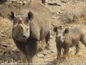 Inka the Black Rhino and her Calf