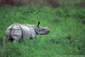 Indian Rhino