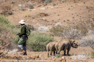 Ranger monitoring rhinos in Namibia