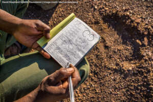 Rhino Monitoring and Research