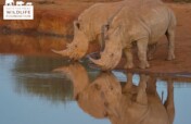 Protecting Rhinos