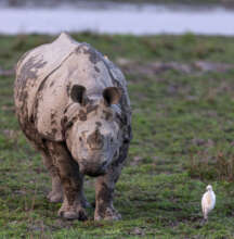 Greater-One-Horned Rhino: Matt Armstrong Ford