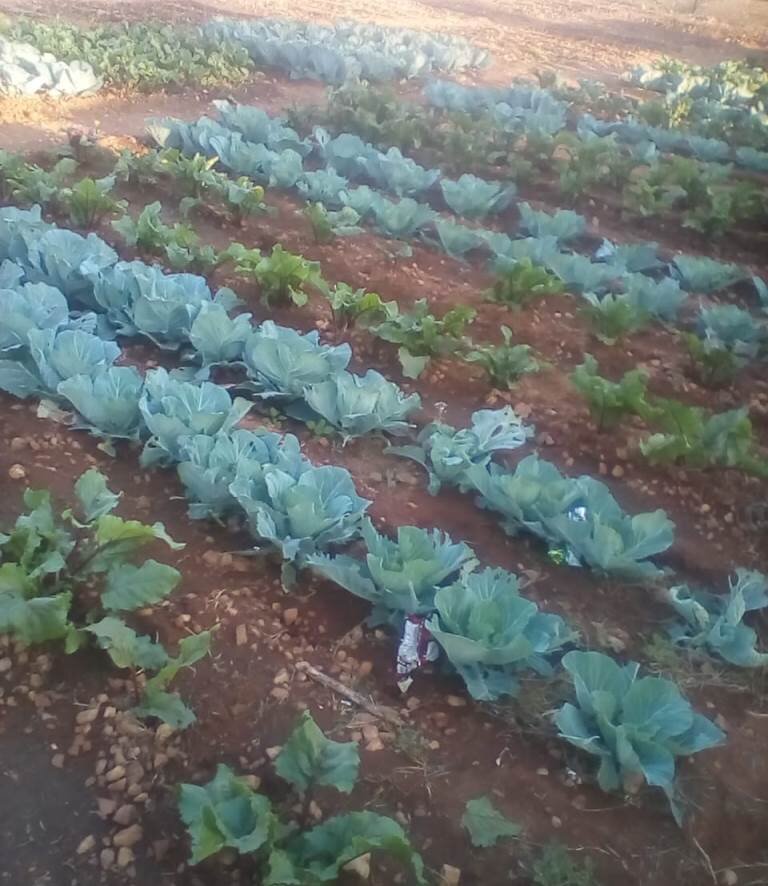 Vegetable Garden