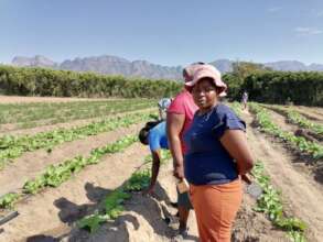 A large vegetable garden supplying the community