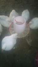 Chickens feeding