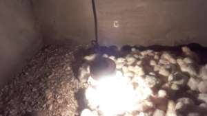 Rosina's day old chicks