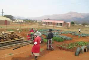 One of SHG Member vegetable garden
