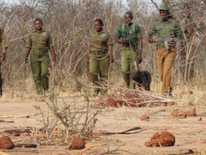 Ranger Patrol in Zimbabwe Credit Nicholas Dyer