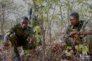 Rangers removing snares - Painted Dog Conservation