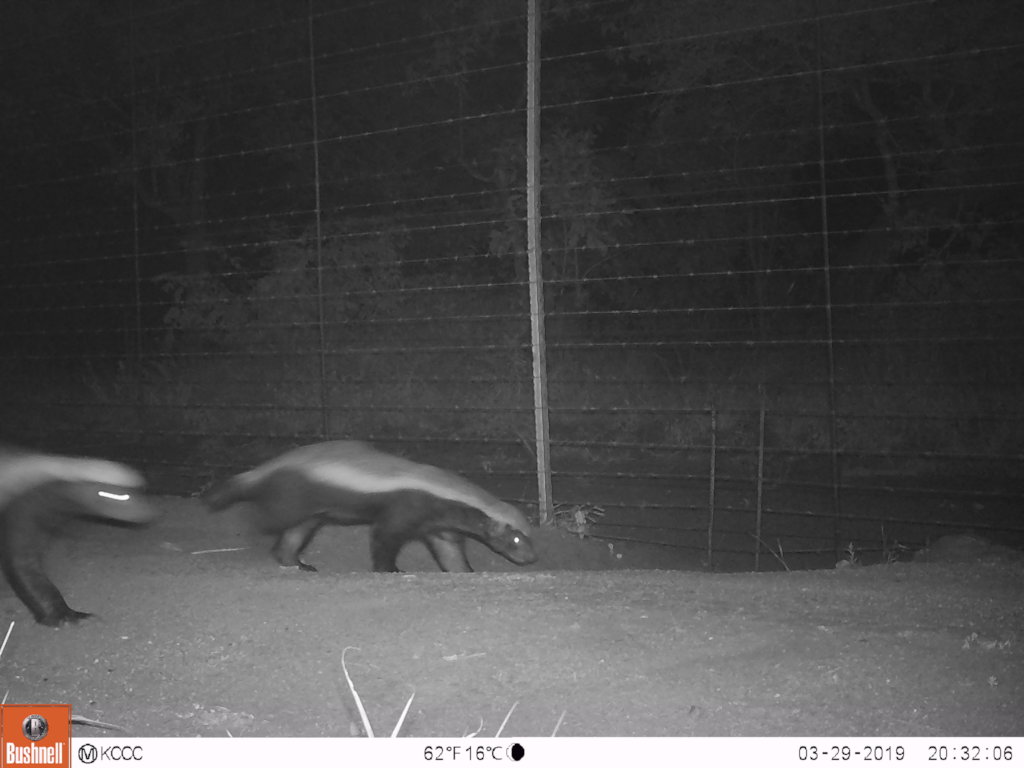 The Forgotten Kingdom-Help Protect Elusive Species