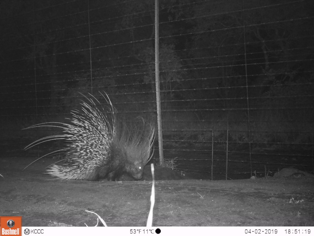 The Forgotten Kingdom-Help Protect Elusive Species