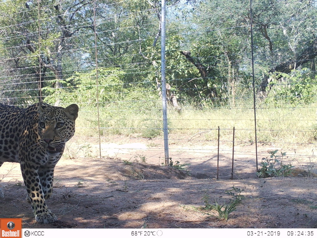 The Forgotten Kingdom-Help Protect Elusive Species