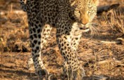 The Forgotten Kingdom-Help Protect Elusive Species