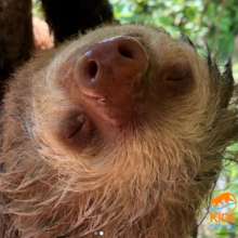 Chicles (2 fingered sloth) released on July 2020