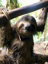 Casper (3 fingered sloth) released on March 2020