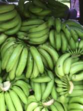 Bananas donated to feed humans & Wildlife