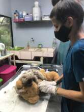 Dr. Carmen checking a baby 3 fingered sloth