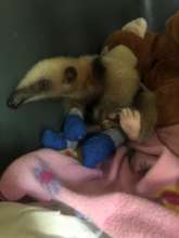Baby Anteater's injuries