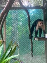 Ampersand monkey release
