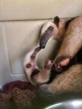 Mother & baby anteater rescued