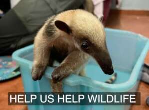 Manzanilla the anteater