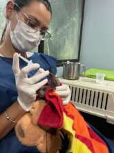 Vet tech Maria feeding Harrieta the baby anteater
