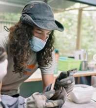 Injured boa handled by caretaker