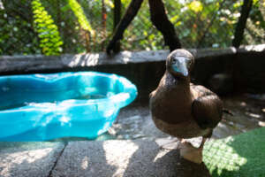 The rescued Booby