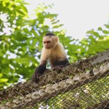 Capuchin Monkey