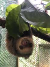 Firefly, the two-toed sloth