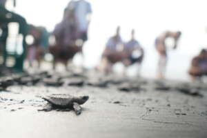 Baby sea turtle after hatching