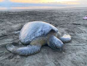 Green Sea turtle