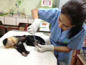Physical exam of capuchin monkey by Dr.Tania