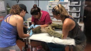 KSTR Vet technician checking a two toed sloth